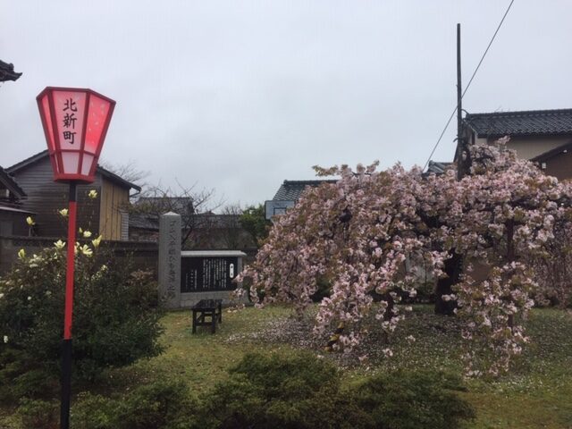 桜の季節のゴム入平紐発祥之地の石碑