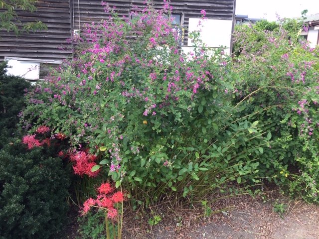 萩の花と彼岸花