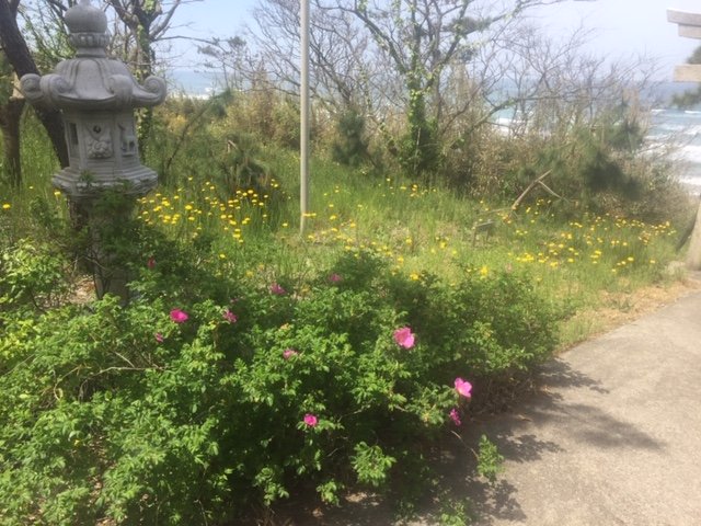 ハマナスと西洋タンポポの花が満開です