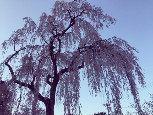 喜多家の枝垂れ桜