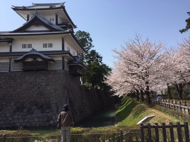 金沢城址公園の桜