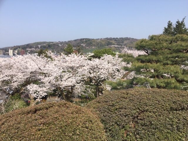 卯辰山方面の桜の花です