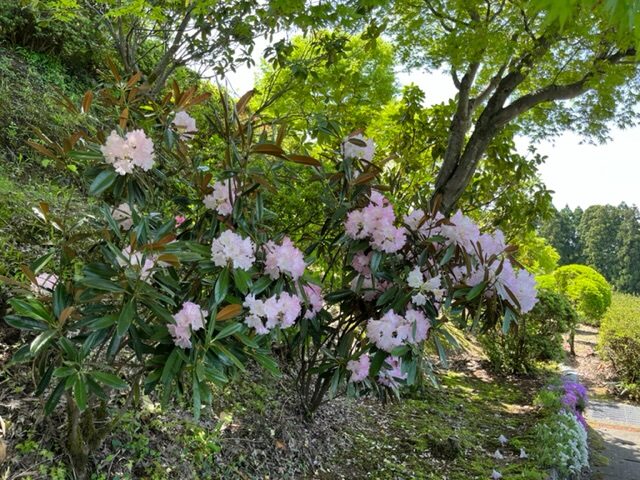 石楠花の花