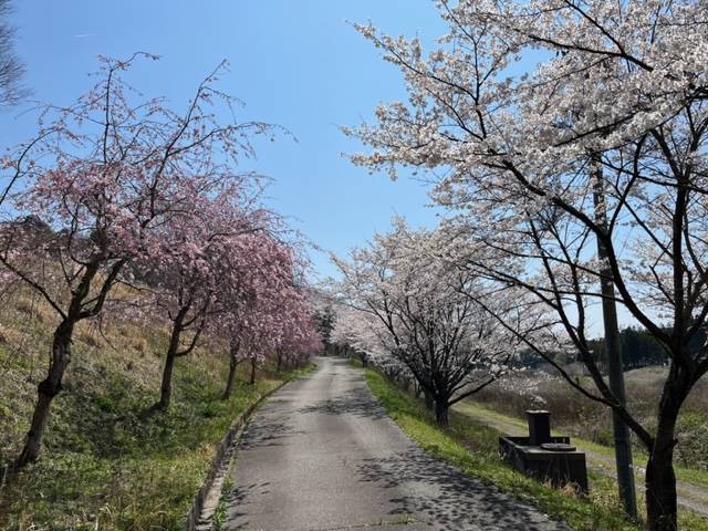 金津小学校の桜の道