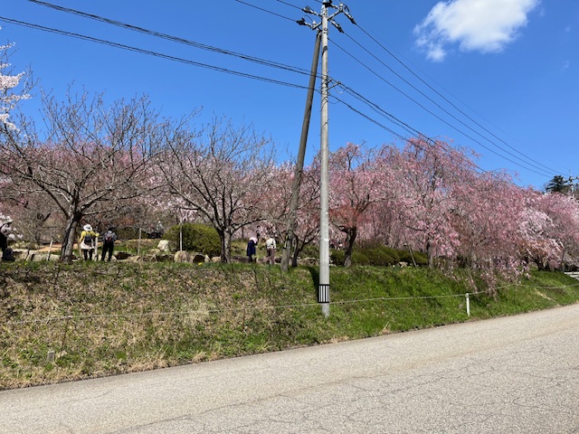 古永建設の枝垂れ桜園（道路から撮影）