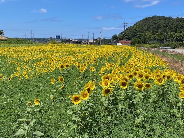 かほく市気屋地区の向日葵畑（2024年）