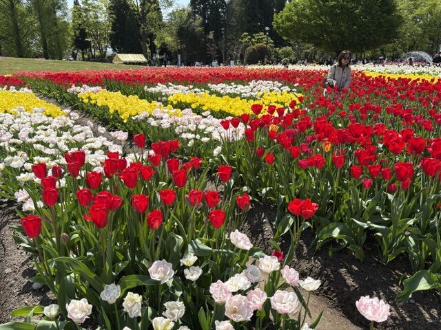 砺波チューリップ公園2