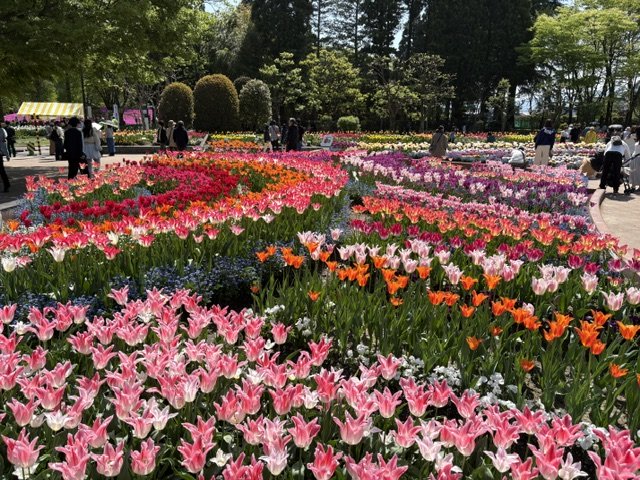 砺波チューリップ公園3